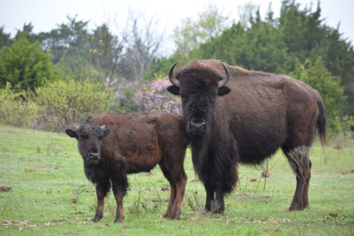 A mother bison stands beside her calf in a grassy field, surrounded by trees and blooming plants.