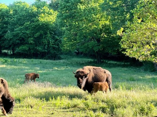 A bison and its calf graze in a lush green field, surrounded by trees under a bright sky.
