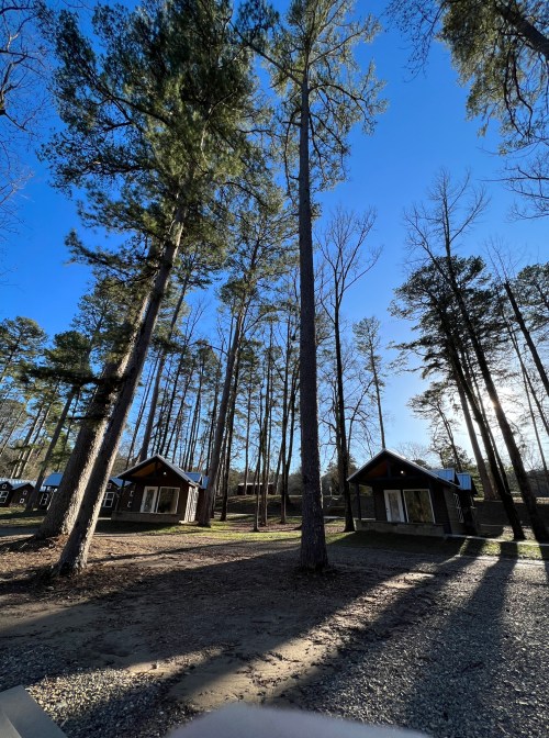 Two cabins nestled among tall pine trees under a clear blue sky, with sunlight casting long shadows on the ground.