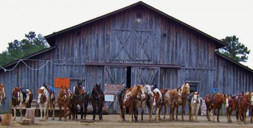 A line of saddled horses stands in front of a rustic wooden barn.