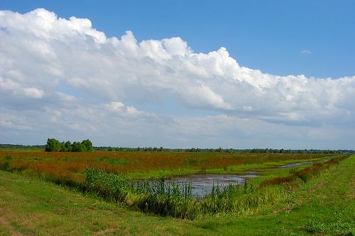 A serene landscape featuring a grassy field, a small pond, and a blue sky with fluffy clouds.