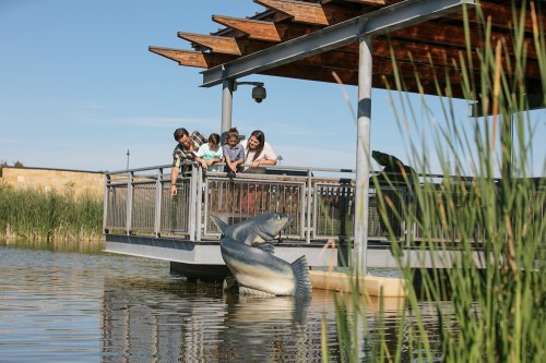 A family watches fish jumping from the water near a wooden deck surrounded by tall grass.