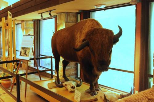 A mounted bison display in a museum, with natural light illuminating the scene.