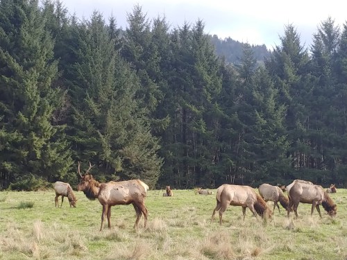 A group of elk grazing in a grassy field with a backdrop of tall evergreen trees.