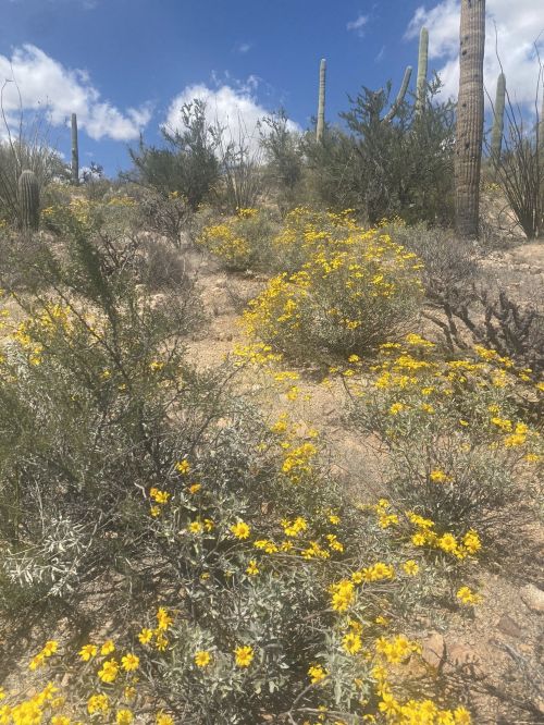 A desert landscape with vibrant yellow wildflowers, cacti, and shrubs under a blue sky with scattered clouds.