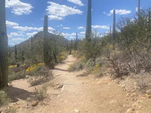 A dirt path winds through a desert landscape with cacti and wildflowers under a blue sky with fluffy clouds.