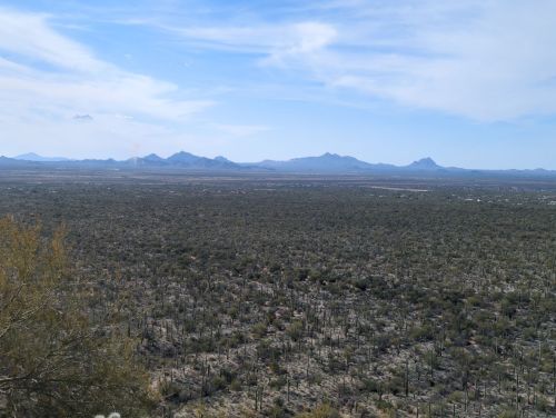 A vast desert landscape with scattered cacti and distant mountains under a blue sky with wispy clouds.