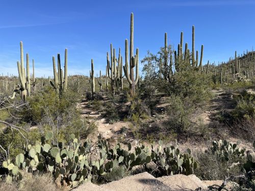 A desert landscape featuring tall cacti and green shrubs under a clear blue sky.