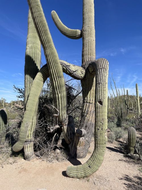 A group of tall, twisted saguaro cacti against a clear blue sky in a desert landscape.