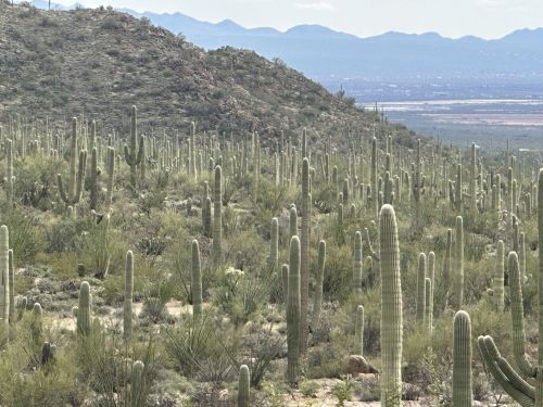 A vast desert landscape filled with tall cacti, rolling hills, and distant mountains under a cloudy sky.