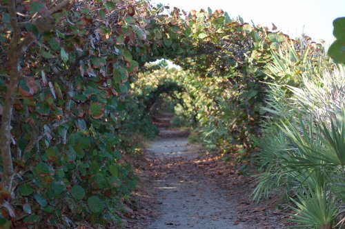 A serene pathway lined with lush greenery and arching foliage, creating a natural tunnel effect.