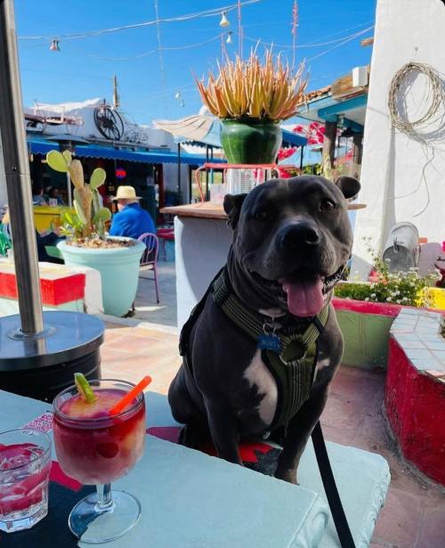 A happy dog sits at a table with a colorful drink, surrounded by vibrant outdoor decor and plants.