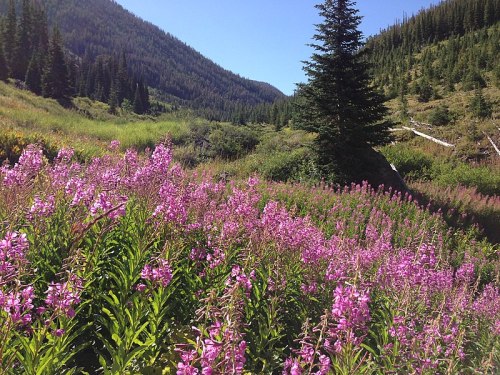 A vibrant field of pink flowers in a lush green valley, surrounded by mountains and tall trees under a clear blue sky.