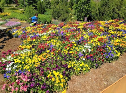 A vibrant flower garden filled with colorful pansies, with a person watering plants in the background.