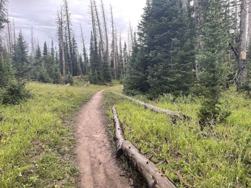 A dirt path winds through a forest with tall, green trees and scattered logs, under a cloudy sky.