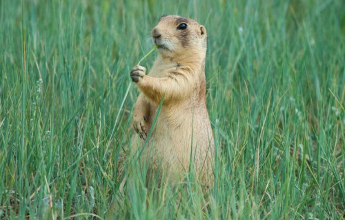A prairie dog stands upright in tall grass, nibbling on a blade of grass.