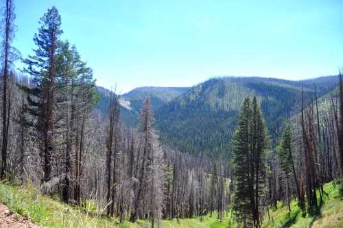 A scenic view of a mountainous landscape with green hills and a mix of healthy and burned trees under a clear blue sky.