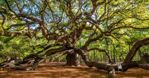 A large, sprawling tree with extensive branches and lush green leaves in a serene forest setting.