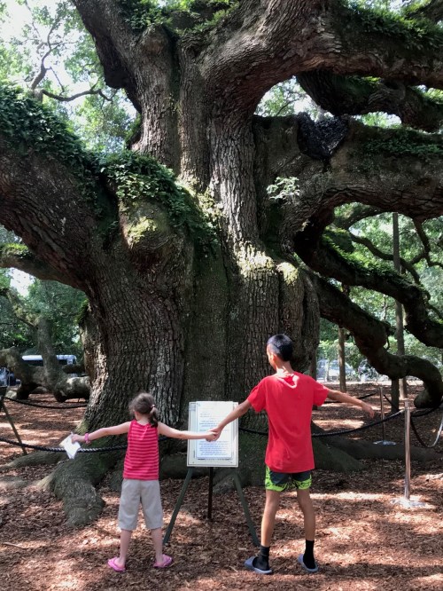 Two children stand with arms outstretched in front of a large, ancient tree, reading a nearby informational sign.