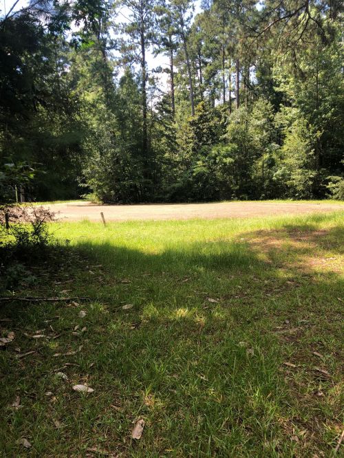 A grassy area surrounded by tall trees in a sunny forest setting.