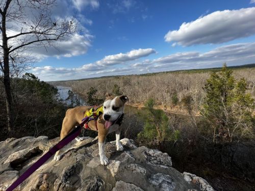 A dog on a rocky ledge overlooking a river and wooded landscape under a partly cloudy sky.