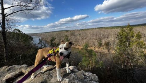 A dog on a rocky ledge overlooking a river and trees under a partly cloudy sky.