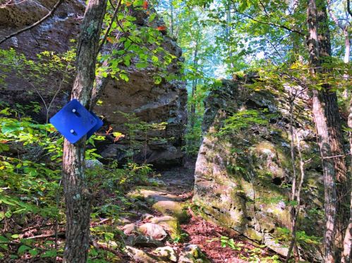 A blue trail marker on a tree in a lush forest with rocky formations and sunlight filtering through the trees.