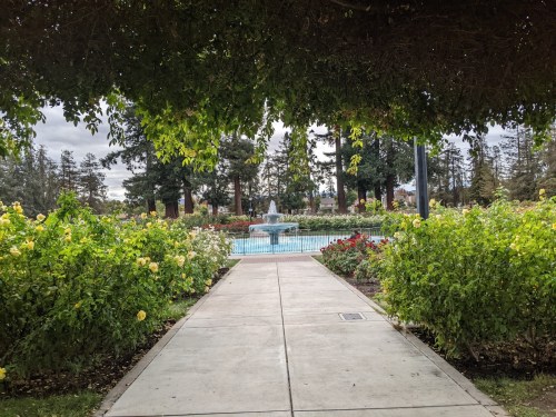 A pathway leads to a fountain surrounded by blooming rose bushes in a serene garden setting.