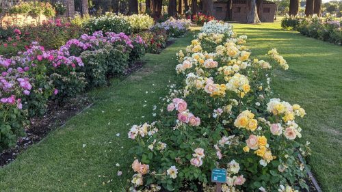 A vibrant garden filled with blooming roses in various colors, including pink and yellow, on a sunny day.
