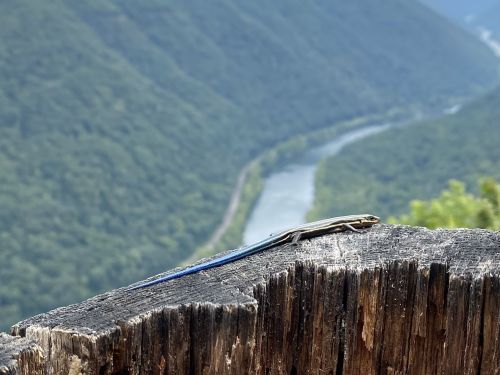 A lizard with a blue tail rests on a wooden railing, overlooking a lush green valley and winding river below.