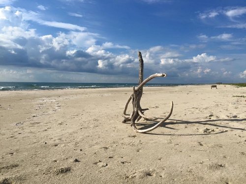 A weathered piece of driftwood stands on a sandy beach under a cloudy sky, with gentle waves in the background.