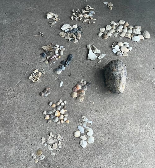 A collection of various seashells and marine debris arranged on a concrete surface.
