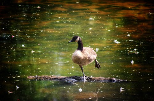 A bird stands on a log in a serene pond, surrounded by green water and floating debris.