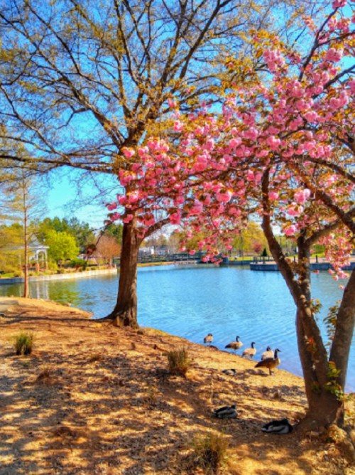A serene lakeside scene with blooming pink trees and ducks by the water under a clear blue sky.