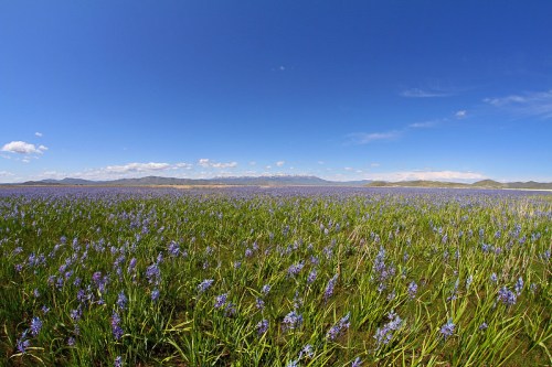 A vast field of purple flowers under a clear blue sky, with distant mountains on the horizon.