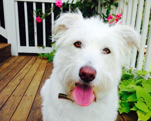 A fluffy white dog with a pink tongue sits on a wooden deck, surrounded by green leaves and pink flowers.
