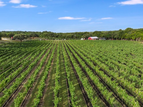 Aerial view of a lush vineyard with rows of grapevines under a clear blue sky and a red barn in the background.