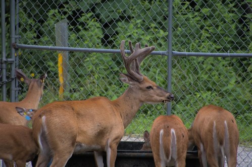 A group of deer near a feeding trough, with one male deer displaying antlers in a fenced area.