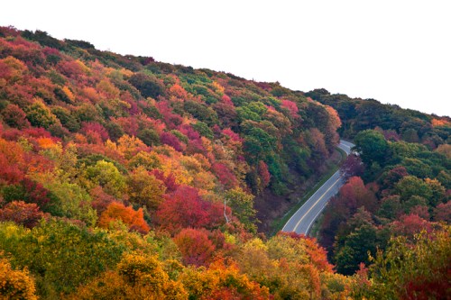 A winding road through vibrant autumn foliage in shades of red, orange, and yellow.