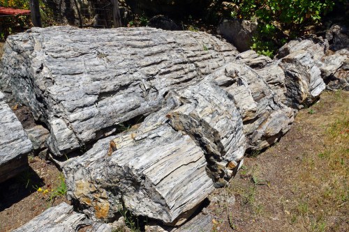 A pile of weathered, gray logs resting on dry ground, surrounded by greenery.