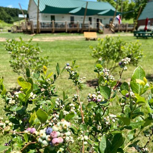 A sunny outdoor scene featuring green bushes with berries in the foreground and a rustic building in the background.