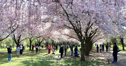 A vibrant park filled with people enjoying blooming cherry blossom trees in spring.