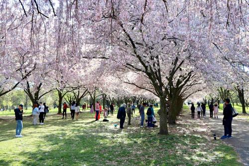 People enjoying a park filled with blooming cherry blossom trees on a sunny day.