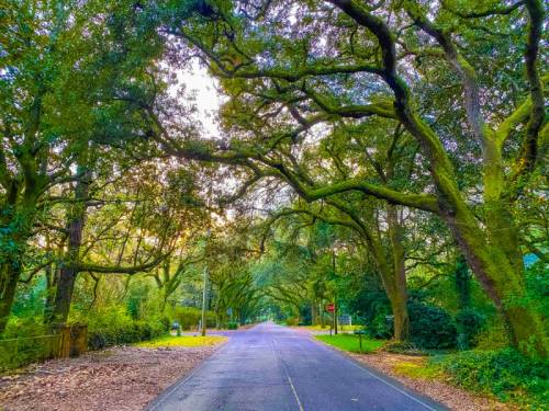 A serene road lined with lush, moss-covered trees, creating a peaceful, shaded pathway.