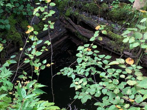 A dark, still pond surrounded by lush green foliage and moss-covered wooden structures.