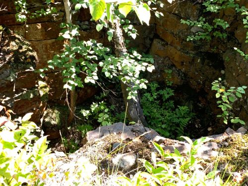 A rocky, overgrown area with green foliage and a tree, showing a natural depression in the ground.