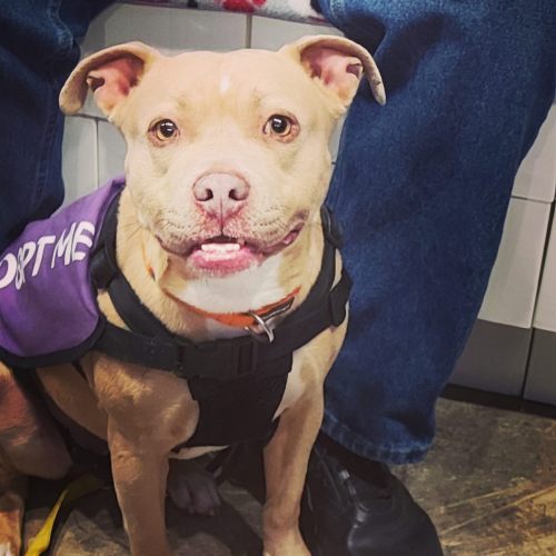 A friendly tan dog with a purple vest sits beside a person, looking up with a happy expression.