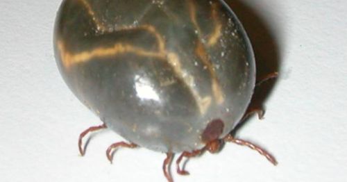 Close-up of a dark, shiny tick with visible legs and a smooth, oval body on a light background.