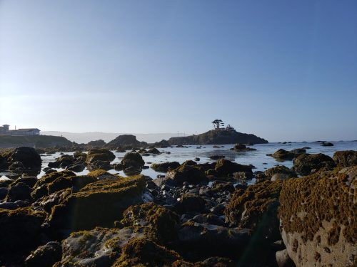 Coastal scene with rocky shoreline, seaweed-covered rocks, and a distant island under a clear blue sky.