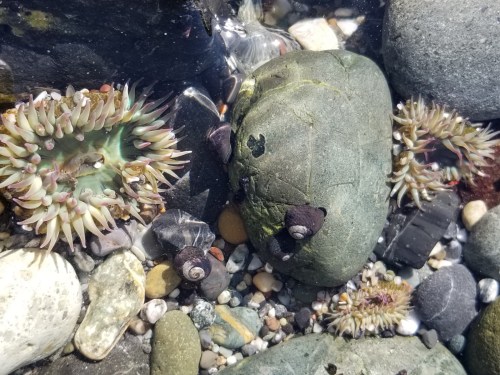 Close-up of a rocky tide pool with sea anemones, snails, and various pebbles submerged in clear water.